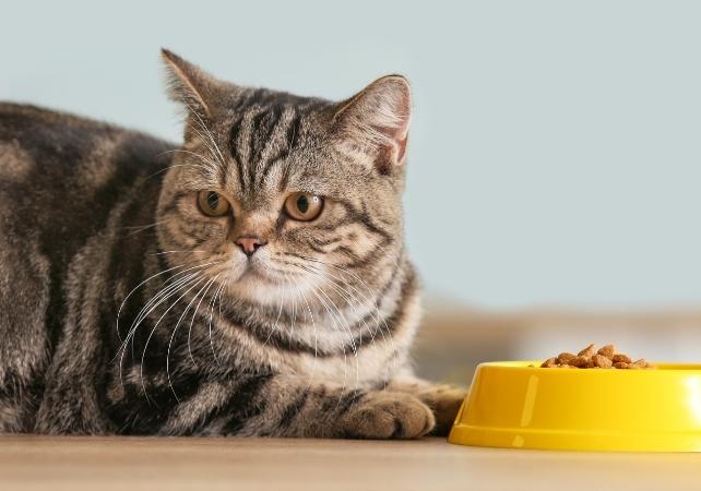 ciotola per cibo e gatto