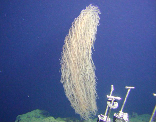 una forma lunga e pelosa sporge dal fondo marino, acqua blu scuro sullo sfondo, alcuni strumenti scientifici metallici visibili in basso a destra 