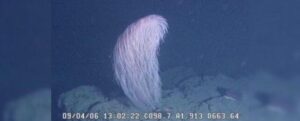 foto subacquea. una forma alta e pelosa di colore bianco sembra stare su una roccia in acqua blu scuro. un timestamp in basso mostra che l'immagine è stata scattata nel 2006, e altri codici scientifici di numeri e lettere.