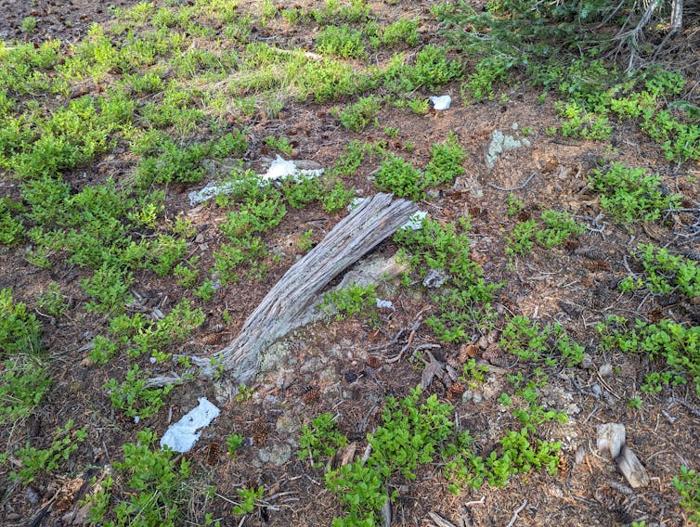 Carta igienica usata e strappata è sparsa per il pavimento della foresta vicino a erba, tronchi e rami.