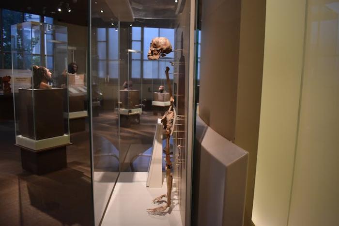vista laterale attraverso una vetrina di museo di uno scheletro parziale in piedi