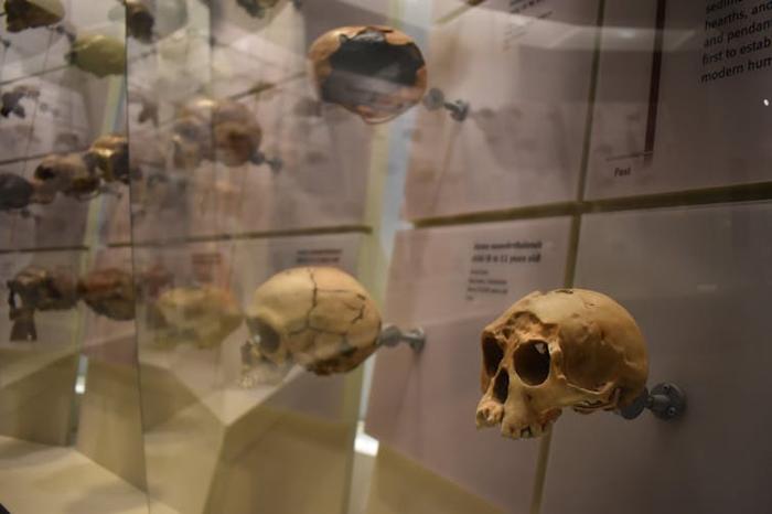 più teschi dietro vetro con annotazione testuale in una vetrina di museo.