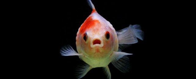 fish-surprise-642x260-1.jpg