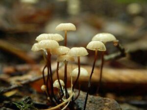 Un gruppo di piccoli funghi bianchi.