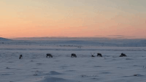 Le renne e i caribù hanno dimostrato di mantenere il carbonio nella tundra, come si vede qui, e ora sappiamo che fanno lo stesso nelle foreste settentrionali.