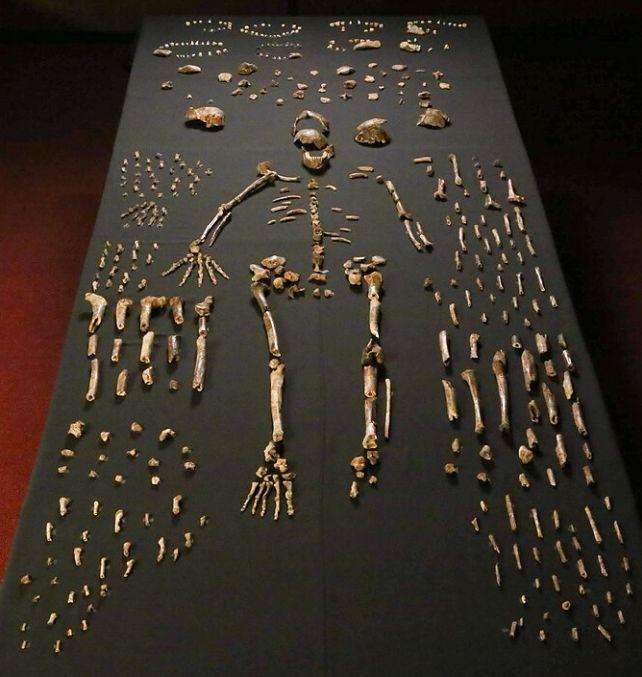 Fossili di H Naledi