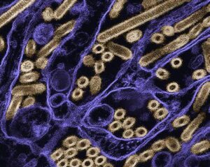 Micrografia elettronica a trasmissione colorata di particelle del virus dell'influenza aviaria A H5N1 (oro), cresciute in cellule epiteliali del rene di cane di Madin-Darby (MDCK). Microscopia a cura del CDC; riposizionata e ricolorata dal NIAID