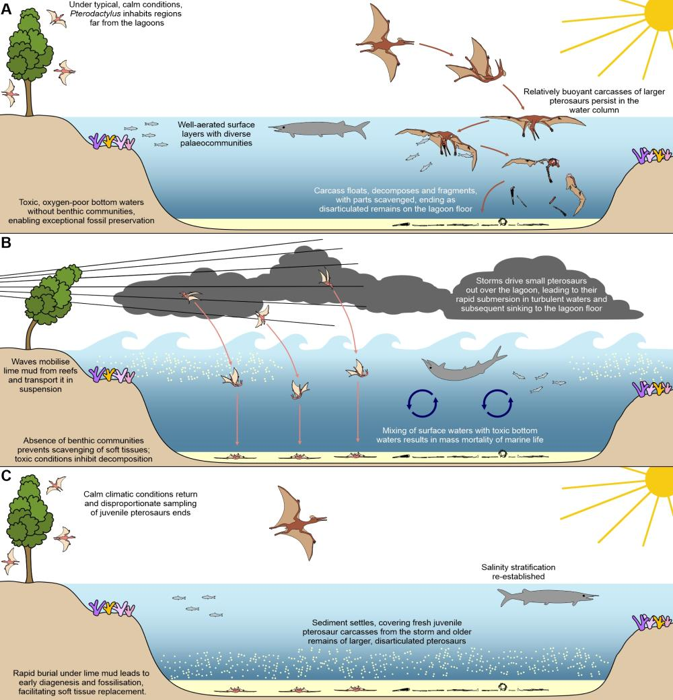 A) I pterosauri raramente si fossilizzano quando le condizioni sono miti poiché galleggiano e si decompongono. B) Le tempeste creano le condizioni perfette, sollevando sedimenti che creano condizioni anossiche, uccidendo i detritivori e prevenendo la decomposizione mentre i giovani pterosauri si schiantano nell'acqua. C) Il fango ricco di calcare trasportato dalla tempesta ha rapidamente sepolto i resti. Insieme, queste rare condizioni spiegano perché i fossili di Solnhofen siano così ben conservati.