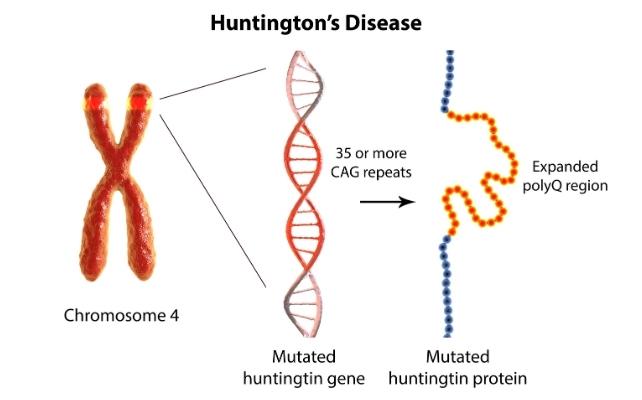 gene di huntington