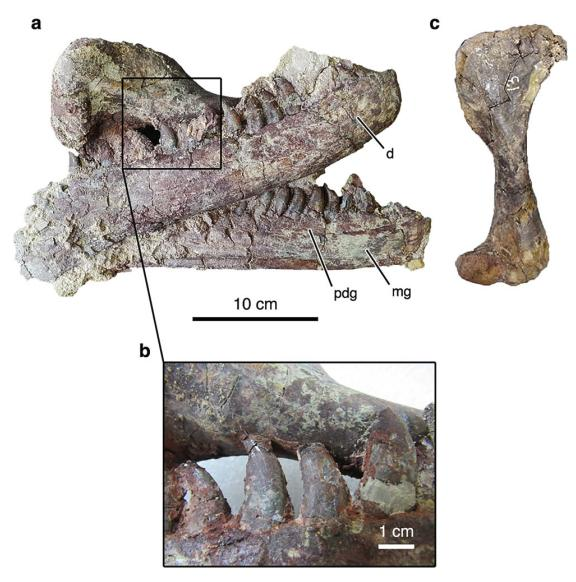 La nuova specie di dinosauro 'Megaraptor' potrebbe aver mangiato coccodrilli