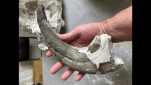 joaquinraptor casali thumb claw