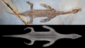 Lariosaurus valceresii, (A) MCSN 8713 come conservato, vista dorsale; (B) ricostruzione 3D del corpo, basata sul profilo della pelle.