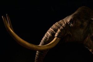 Una rappresentazione di un Mammut della steppa al Museo Australiano.