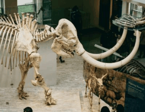 Uno scheletro di mammut nel Museo di Storia Naturale della Contea di Los Angeles, California.