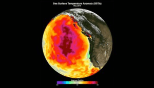 Il Blob: La mappa dell'Oceano Pacifico mostra la temperatura media della superficie del mare per maggio 2015.