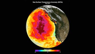 Il Blob: La mappa dell'Oceano Pacifico mostra la temperatura media della superficie del mare per maggio 2015.