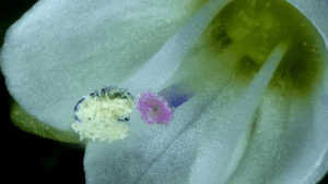 Fotografia molto ravvicinata di un fiore di veronica a foglia di timo che si autoimpollina.
