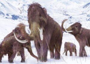 Famiglia del mammut lanoso