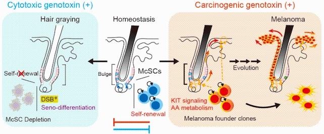 Stress genotossico e destino delle cellule staminali dei melanociti
