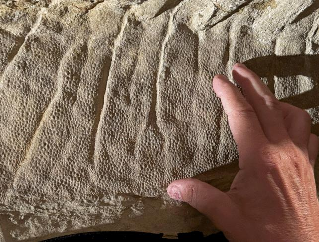 Mummie di Dinosauri Eccezionalmente Conservate Rivelano i Primi Zoccoli di Rettili Conosciuti