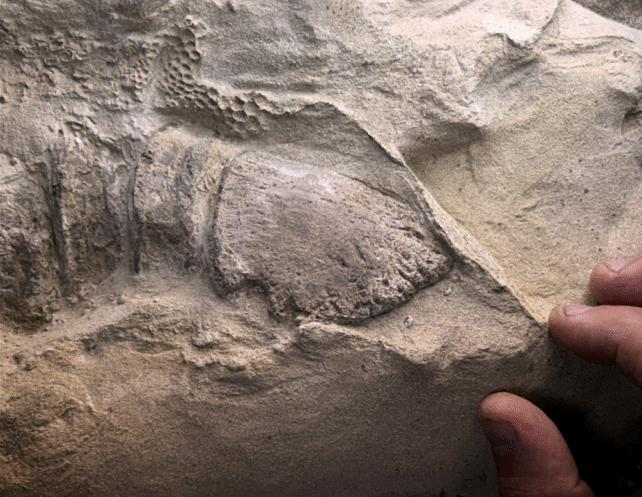 Mummie di Dinosauri Eccezionalmente Conservate Rivelano i Primi Zoccoli di Rettili Conosciuti