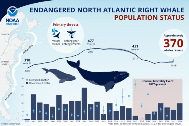Balene franche dell'Atlantico settentrionale