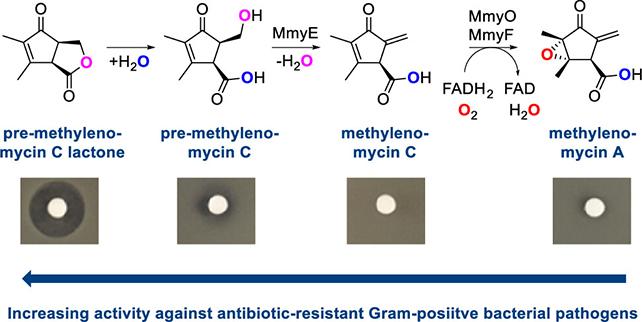 Grafica antibiotica