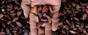 Fagioli di cacao in una mano