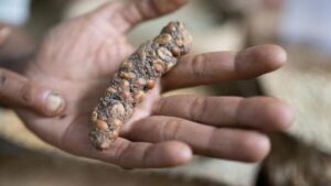 Il caffè più costoso del mondo è chimicamente diverso perché è letteralmente escremento