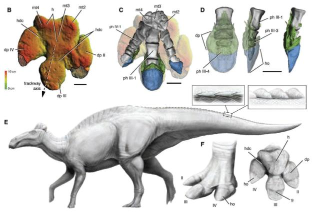 Mummie di Dinosauri Eccezionalmente Conservate Rivelano i Primi Zoccoli di Rettili Conosciuti