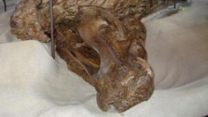 Mummie di Dinosauri Eccezionalmente Conservate Rivelano i Primi Zoccoli di Rettili Conosciuti
