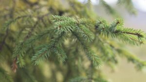 Gli alberi della Norvegia germogliano oro grazie ai batteri che trasformano il suolo metallico in nanoparticelle