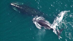 Una delle balene più in pericolo sta tornando dal baratro dell'estinzione