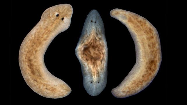 Il verme piatto sviluppa spontaneamente una testa a entrambe le estremità e diventa molto più strano