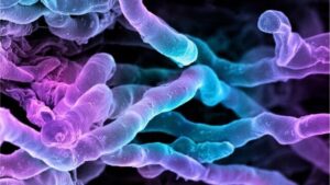 Micrografia elettronica a scansione colorata di filamenti di batteri Streptomyces coelicoflavus
