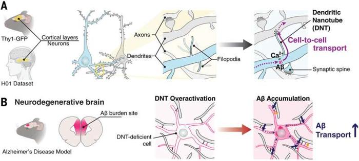 Diagramma dei piccoli ponti tubulari tra i neuroni