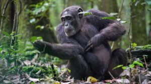 I chimpanzee valutano le prove prima di decidere, proprio come le persone, mostra lo studio