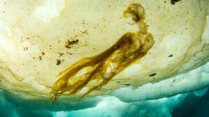 alghe sotto il ghiaccio marino