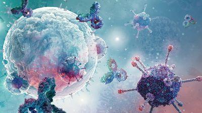 b-cells-immune-system-s.jpg