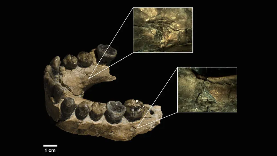 Vegara-Riquelme et al., 2025