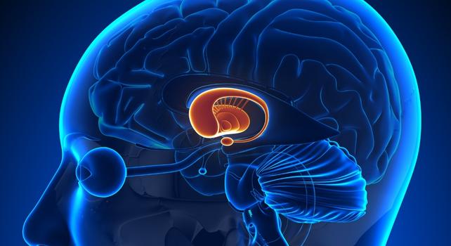 basal_ganglia_PD_642.jpg