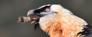 primo piano della testa del gipeto, di lato, con un osso carnoso che sporge dalla bocca