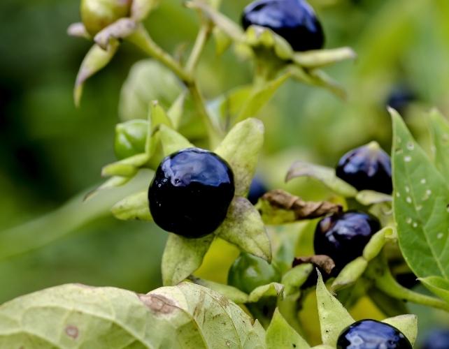 bacche su una pianta di belladonna