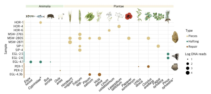 un grafico che mostra il DNA rilevato nei campioni di catrame di betulla