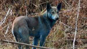 Cani riportati visti diventare blu brillante nella zona di esclusione di Chernobyl
