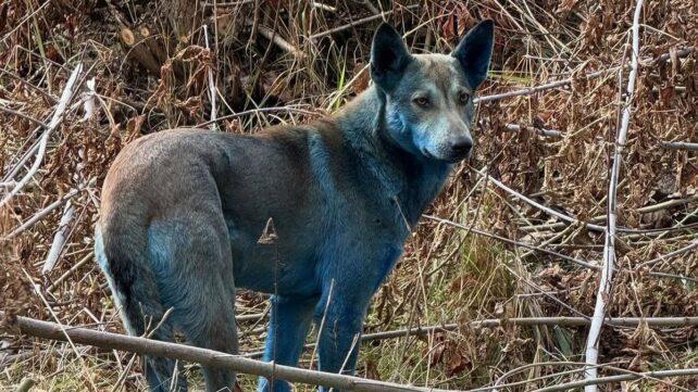 blue-dog-642x361-1.jpg