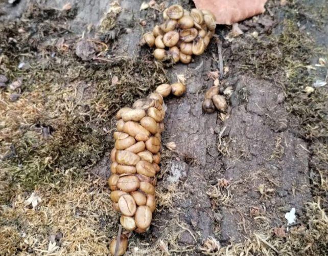 Il caffè più costoso del mondo è chimicamente diverso perché è letteralmente escremento