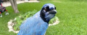 'Grue Jay' avvistato in un cortile del Texas è un ibrido senza precedenti