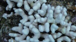 Sbiancamento dei coralli su coralli Acropora dalla barriera corallina della Florida