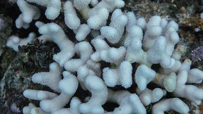 coral-bleaching-s.jpg